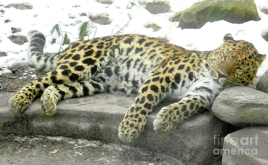 Leopard #2 Photograph by Raymond Earley