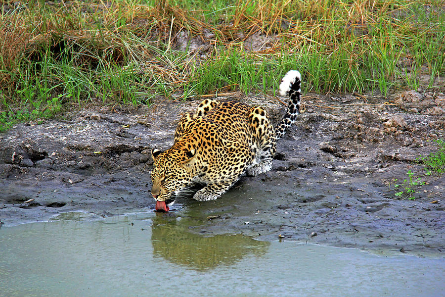 Leopard #4 Photograph by Richard Krebs