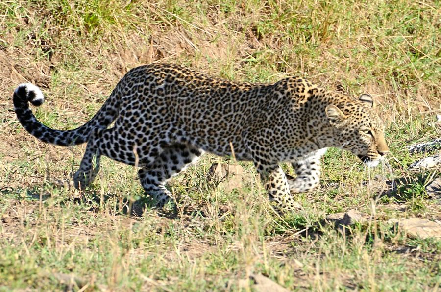 Leopard Stalking #2 Photograph by Tom Wurl