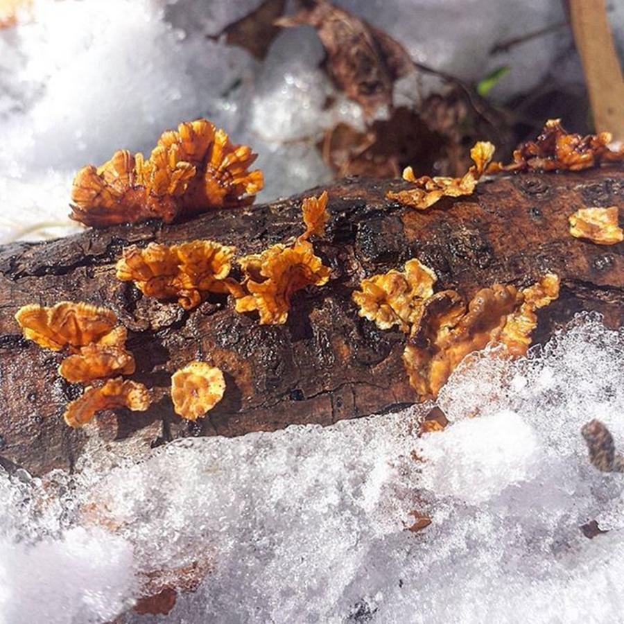 Nature Photograph - #lichen #snow #ice #winter #woods #2 by Kazan Durante