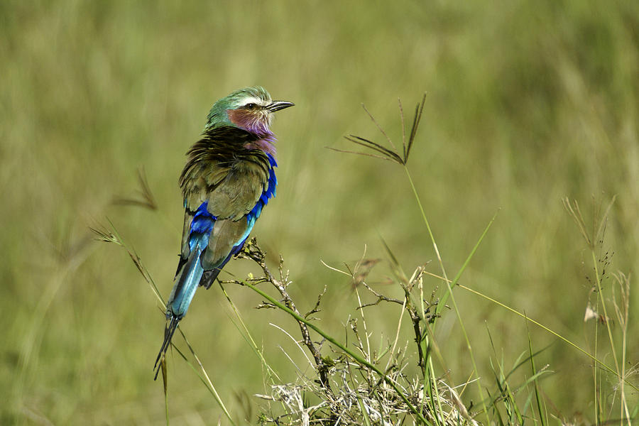 Lilac-Breasted Roller #2 Photograph by Michele Burgess