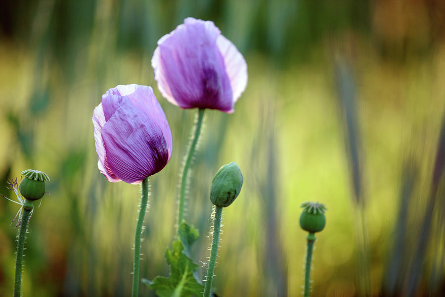 Poppy Photograph - Lilac Poppy Flowers #2 by Nailia Schwarz