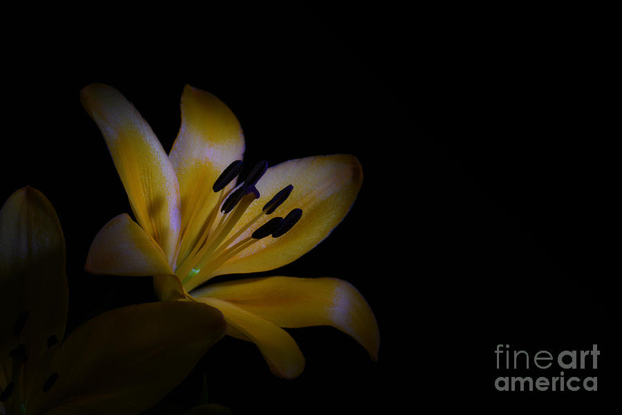 Nature Photograph - Lilium flower #2 by Stela Knezevic