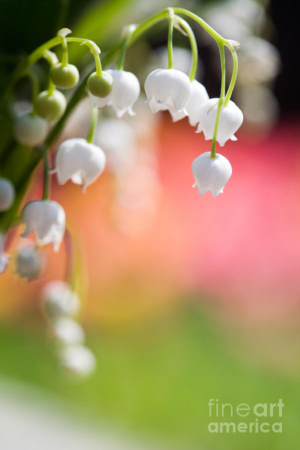 Lily Of The Valley Photograph