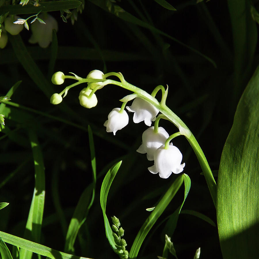 Lily of the valley #3 Photograph by Paul MAURICE