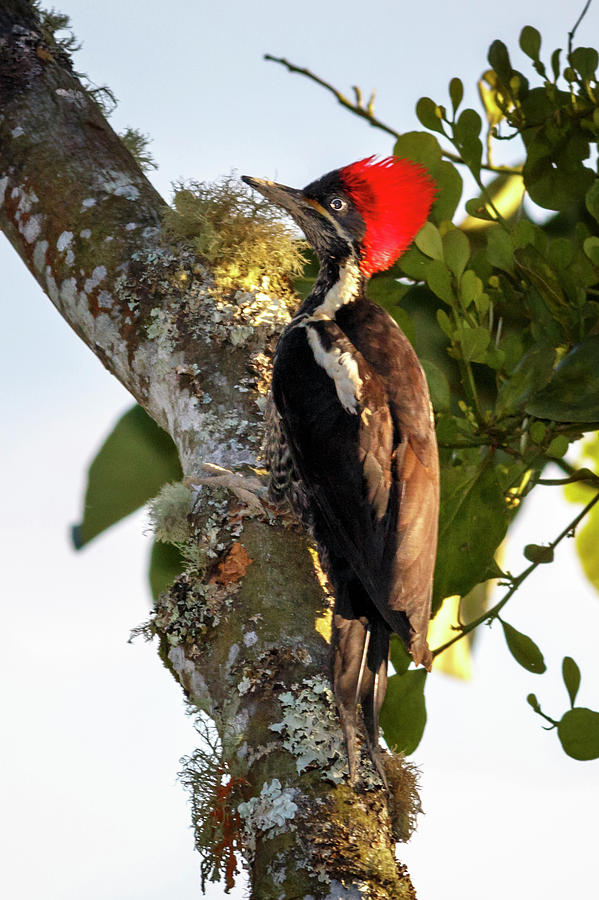Lineated Woodpecker Alcazares Manizales Colombia #2 Photograph by Adam Rainoff