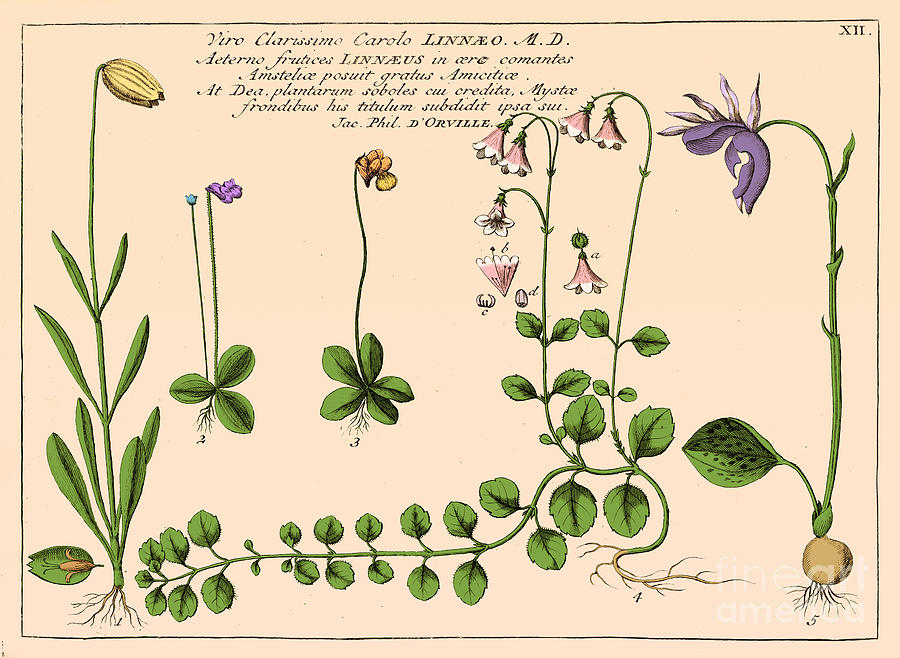 Flowers Still Life Photograph - Linnaea Borealis, Linnaeuss Favorite #1 by Science Source