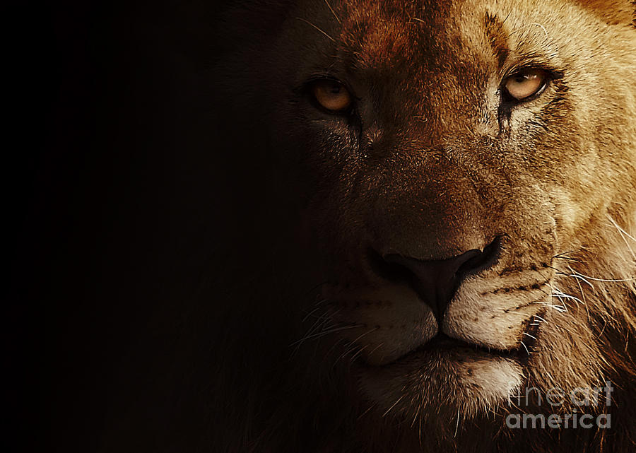 Lion #2 Photograph by Christine Sponchia