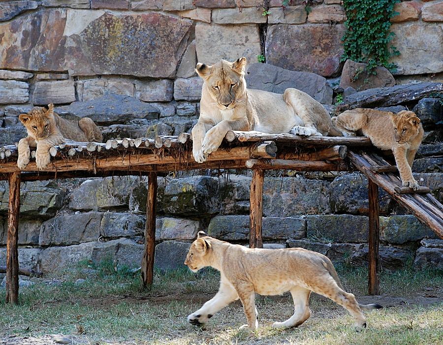 Lioness and Cubs #2 Photograph by Kenny Glover