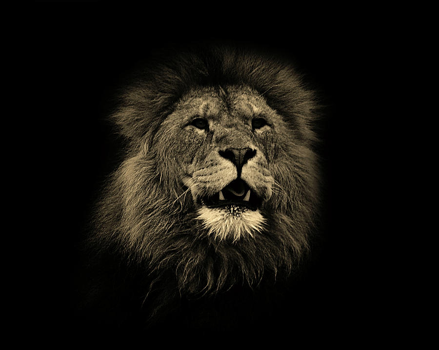 Wildlife Photograph - Lions Roar #2 by Martin Newman
