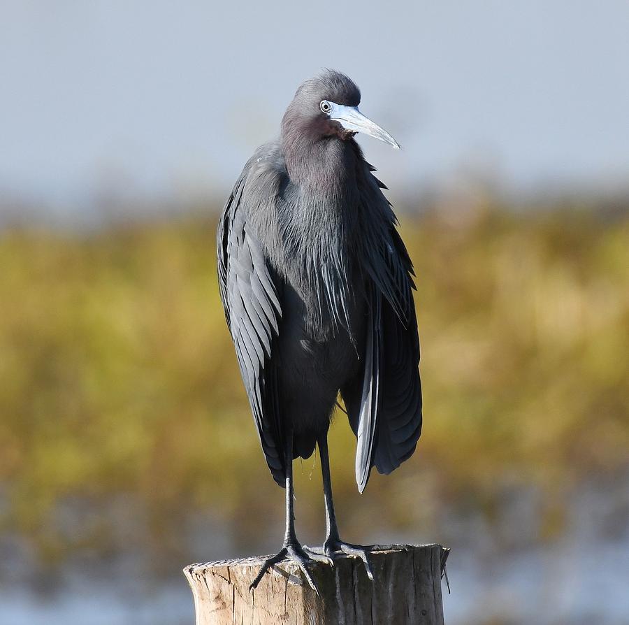 Little Blue Heron #2 Photograph by David Campione