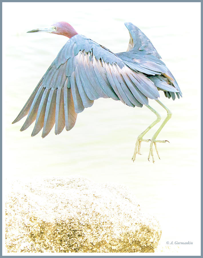 Little Blue Heron in Flight #2 Photograph by A Macarthur Gurmankin
