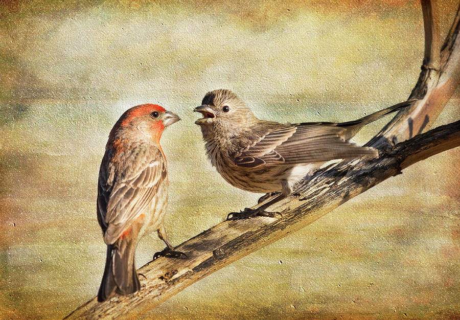 2 Little Love Birds Photograph by Barbara Manis