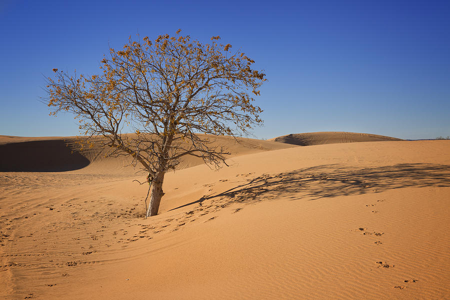 Little Sahara Photograph by Ricky Barnard