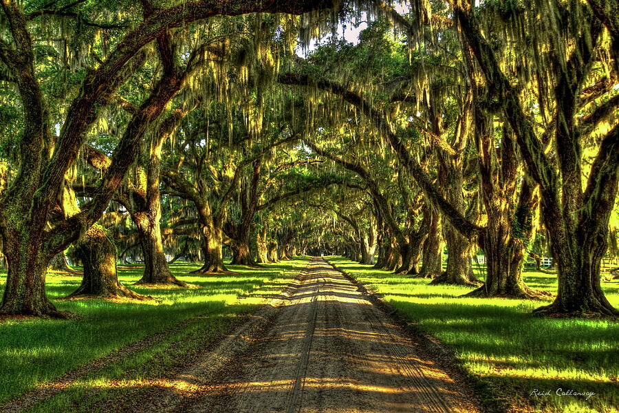 Live Oaks Tomotley Plantation Tree Tunnel Landscape Architecture Low Country SC Art Photograph by Reid Callaway