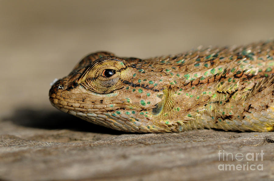 Lizard #2 Photograph by Marc Bittan
