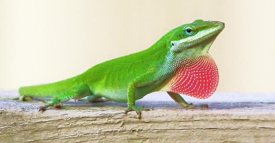 Nature Photograph - Lizard #2 by Paulette Thomas