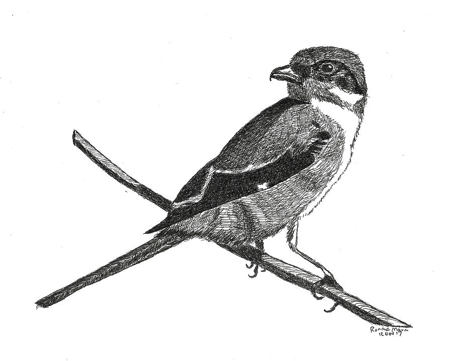 Loggerhead Shrike #2 Drawing by Ronnie Maum