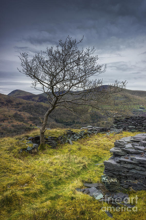 Lone Tree #2 Photograph by Ian Mitchell