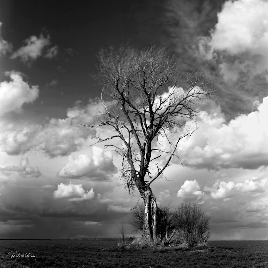 Lone Tree #2 Photograph by Richard Stedman