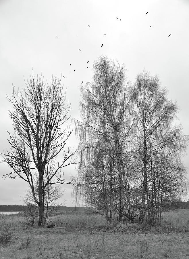 Lonely Trees With Birds Photograph by Aleksandrs Drozdovs
