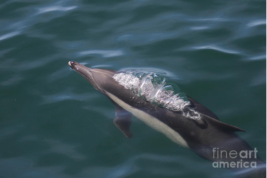 Mammal Photograph - Long Beaked Common dolphins in Monterey Bay 2015 by Monterey County Historical Society
