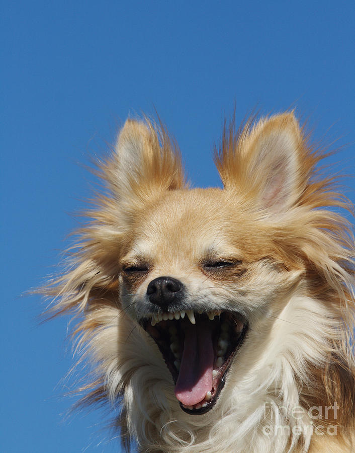 Longhaired Chihuahua Photograph by Brinkmann/Okapia