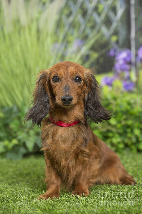 long haired wiener dog