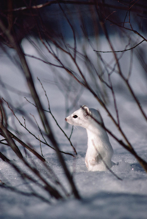 Long-tailed Weasel Mustela Frenata #2 Photograph by Michael Quinton