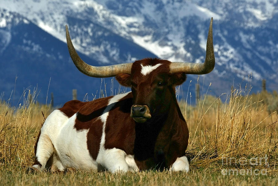 Longhorn Bull #2 Photograph by Jean-Louis Klein & Marie-Luce Hubert