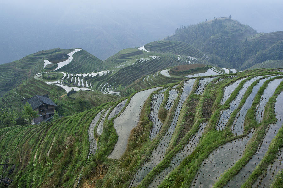 Longsheng Rice Terraces Photograph by Michele Burgess