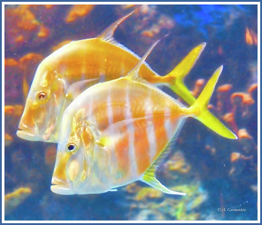 Lookdown Fish Pair #2 Photograph by A Macarthur Gurmankin