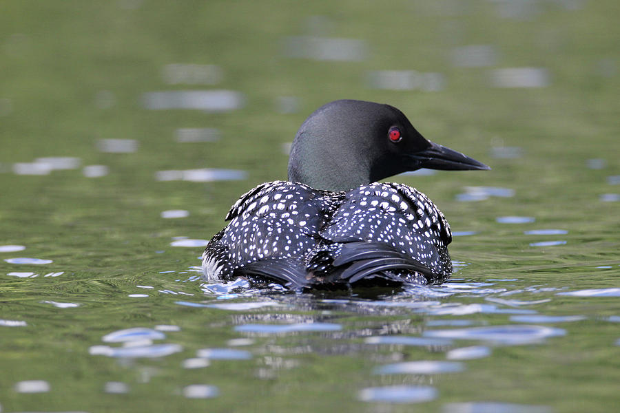 Loon  Photograph by Brook Burling