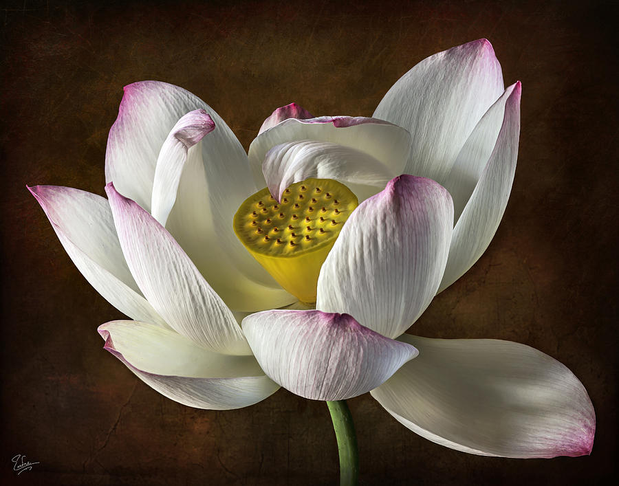 Lotus #2 Photograph by Endre Balogh