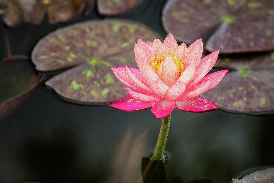 Lotus Flower  #2 Photograph by Anek Suwannaphoom