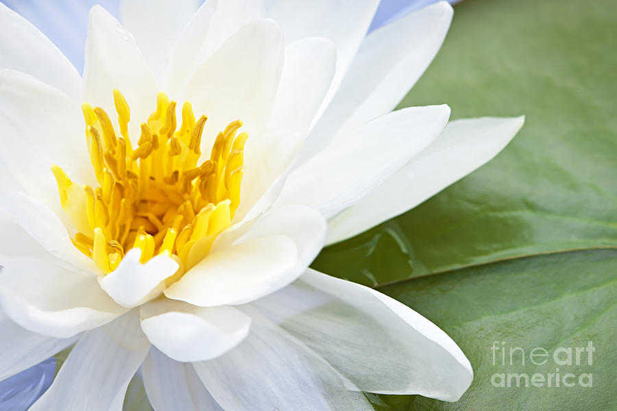Lily Photograph - Lotus flower 6 by Elena Elisseeva