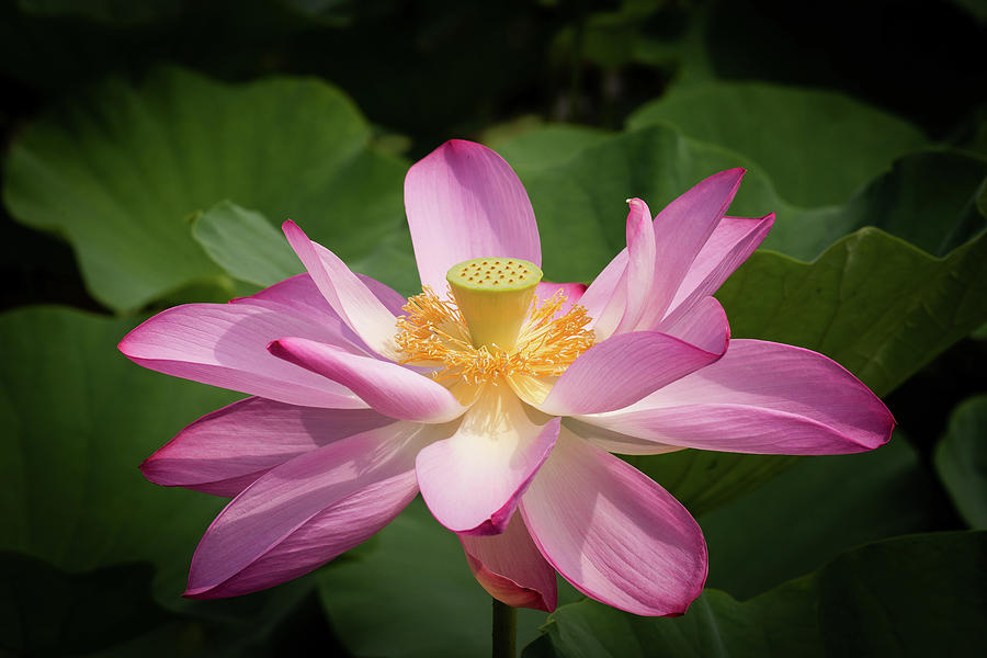 Lotus #2 Photograph by Richard Macquade