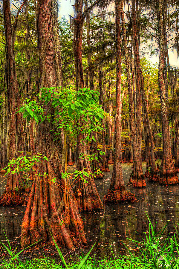 Tree Photograph - Louisiana Bayou #2 by Ester McGuire