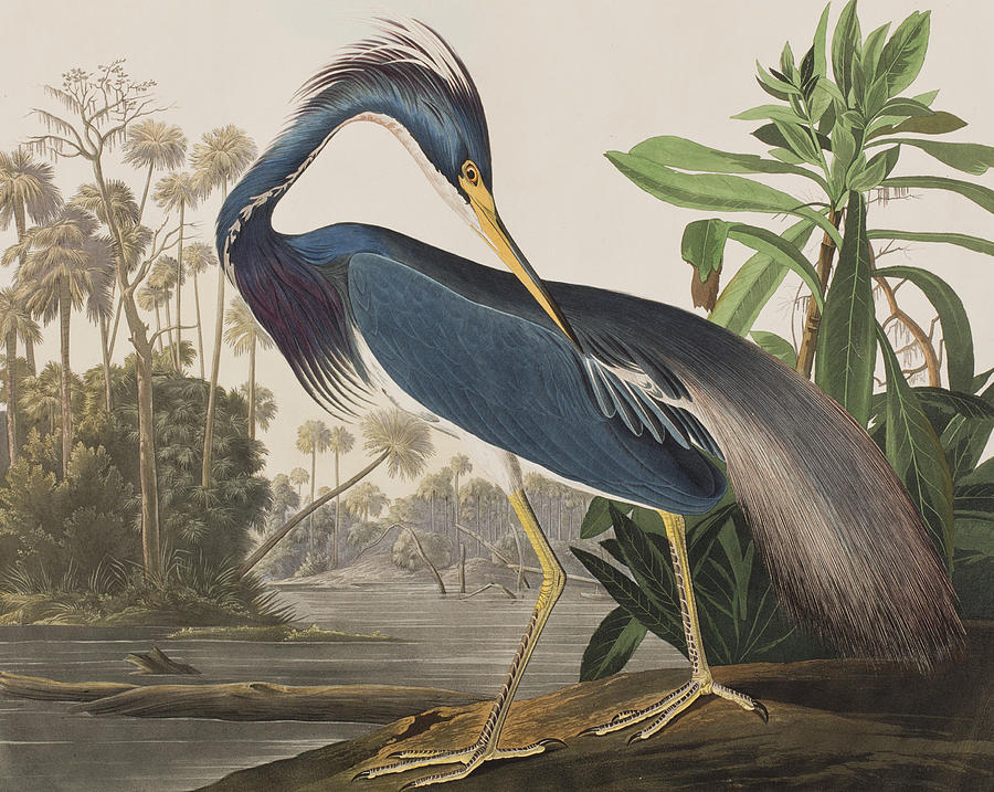 John James Audubon Painting - Louisiana Heron  by John James Audubon