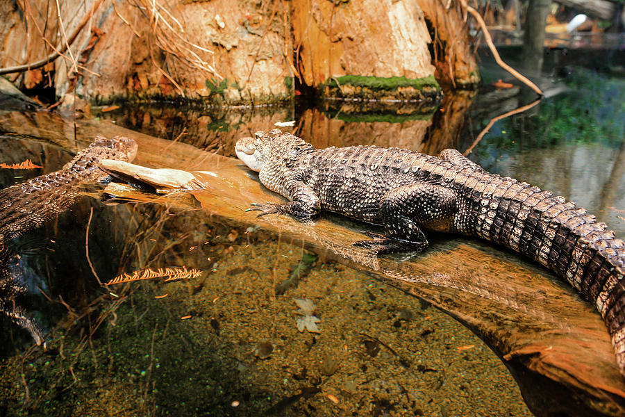 Louisianna Alligators #2 Photograph by Chris Smith