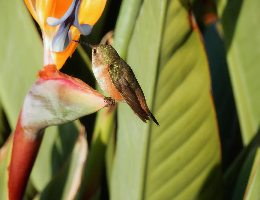 2 Love birds Photograph by Karen Jbon Lee - Fine Art America