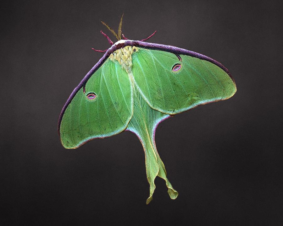 Luna Moth #2 Photograph by Joe Duket