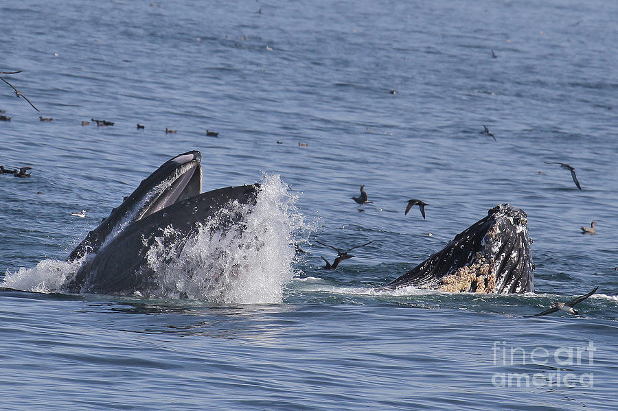 Whale Photograph - Lunge-feeding Humpback Whales by Monterey County Historical Society