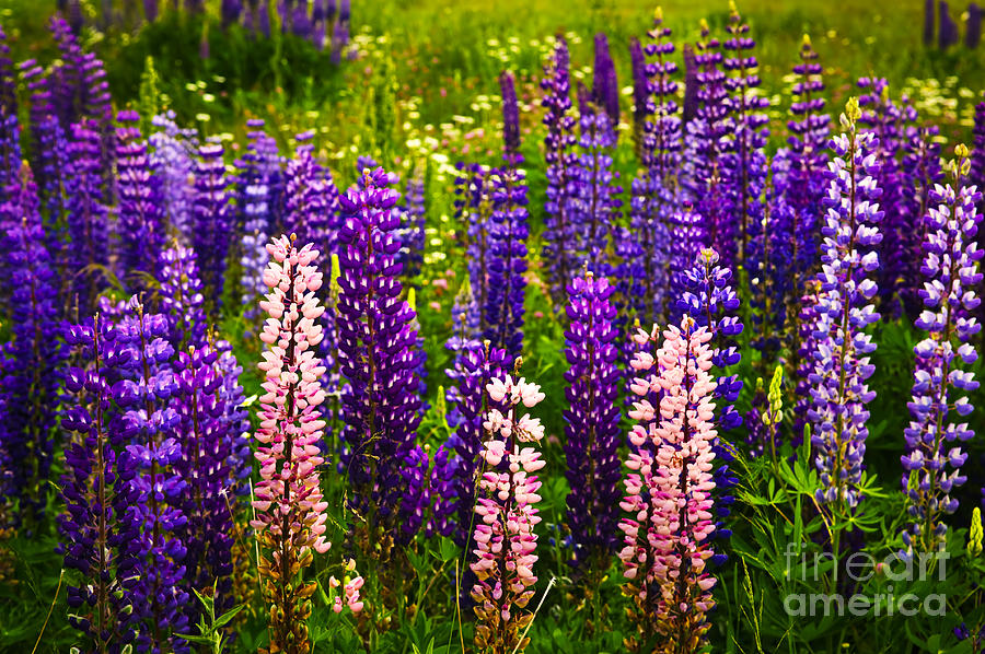 Flower Photograph - Lupin flowers in Newfoundland 3 by Elena Elisseeva