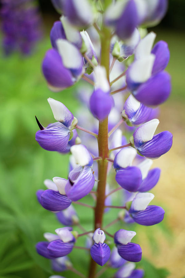 Lupine Blossom Photograph by Robert Clifford