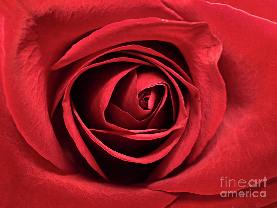 Macro Rose #2 Photograph by FineArtRoyal Joshua Mimbs