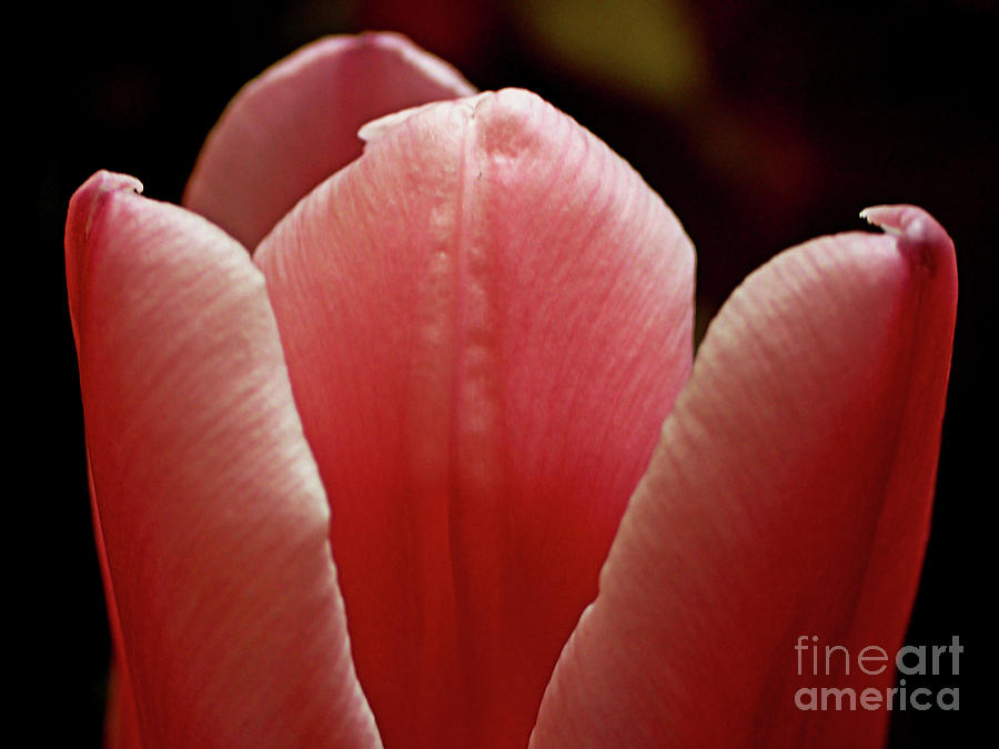 Macro Tulip #2 Photograph by FineArtRoyal Joshua Mimbs