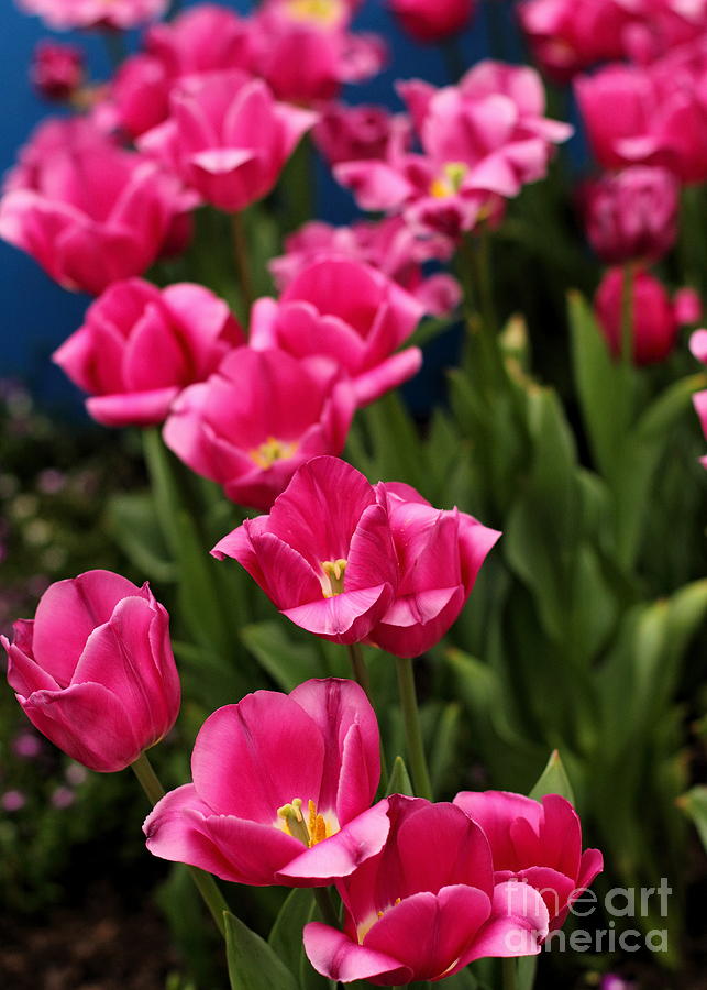 Magenta Tulips #2 Photograph by Angela Rath