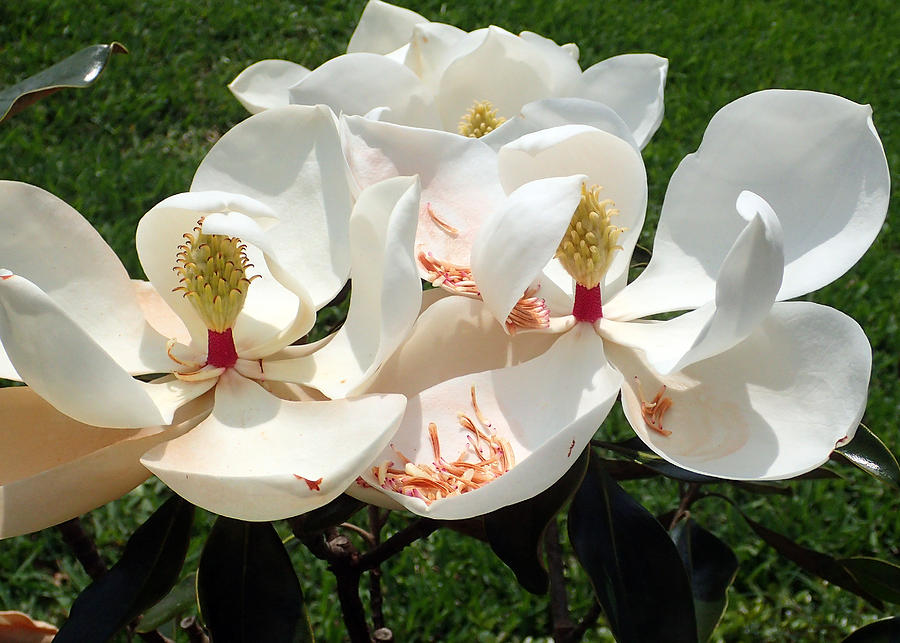 Magnolia Blossom #1 Photograph by Farol Tomson