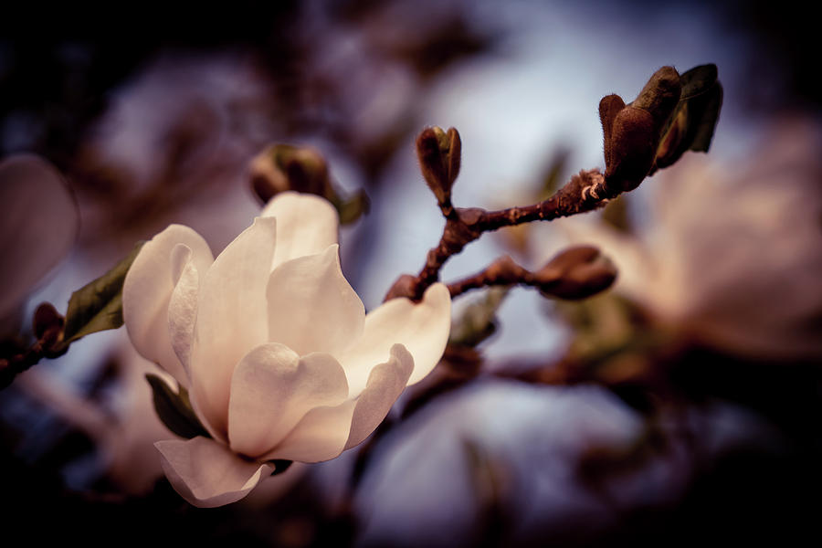 Magnolia flower #3 Photograph by Lilia S